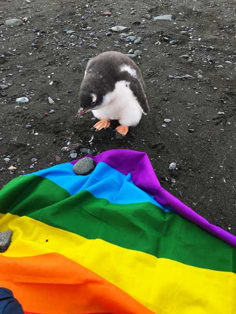 The penguins are so down!